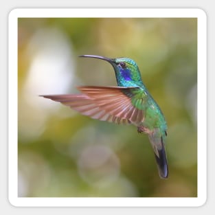 Green Violetear Hummingbird Sticker